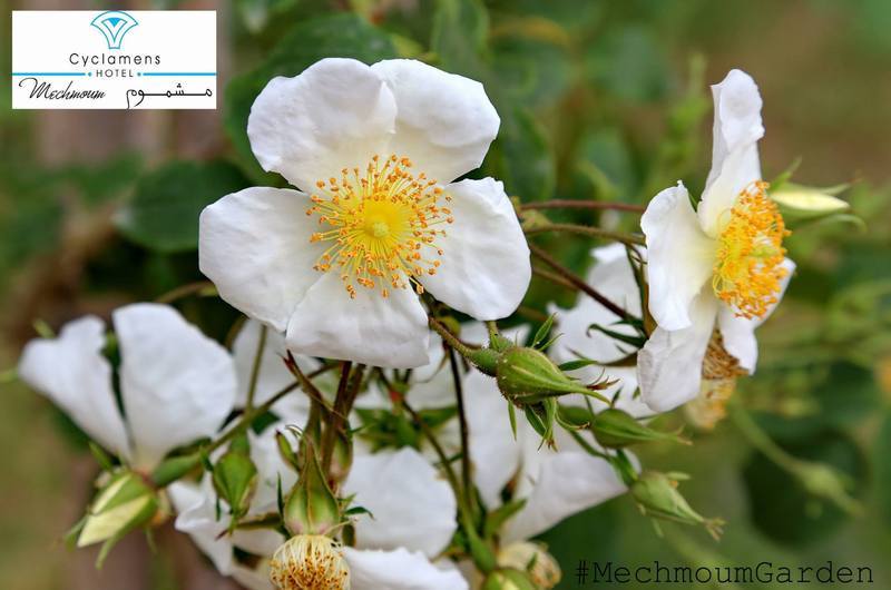 Cyclamens Mechmoum Hotel And Spa Hammamet Luaran gambar