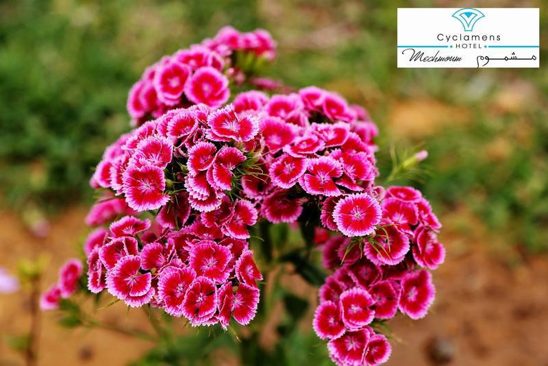 Cyclamens Mechmoum Hotel And Spa Hammamet Luaran gambar